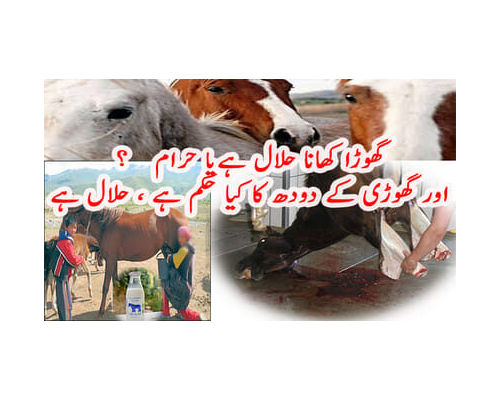 Horse Khane ka Hukm گھوڑا حلال ہے یا حرام